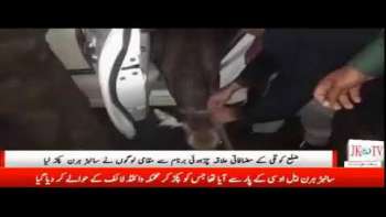 ضلع کوٹلی کے مضافاتی علاقہ چڑہوئی برنام سے مقامی لوگوں نے سانبڑ ہرن پکڑ لیا